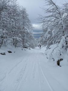a road covered in snow with trees on it at Appartement Place des Eaux Bonnes in Eaux-Bonnes +5 photos