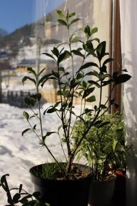 Ninama durante l'inverno