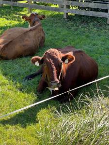 Άλλα ζώα σε αυτό το διαμέρισμα ή στη γύρω περιοχή +2 φωτογραφίες