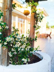 a garden with white flowers in a pot at Cosy Home Santana in Santana