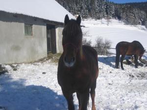 Zvířata v penzionu nebo okolí + 18 fotografií