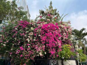 Zahrada ubytování HOTEL NGUYEN ANH