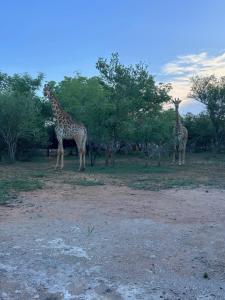 a group of giraffes standing in a field at Maroela 1022 in Marloth Park
