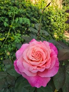 a pink rose is growing in a garden at Rublom Resort Mae Taeng in Ban Pak Thang +1 photo