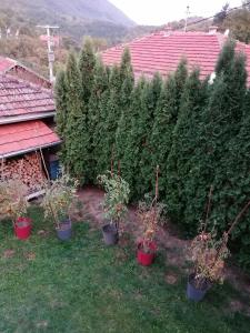 Κήπος έξω από το vila Mila +4 φωτογραφίες