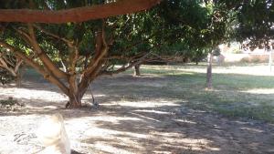 Zahrada ubytování Camping Lafetá + 1 fotografie