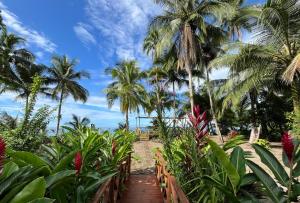 a path through a tropical garden with palm trees at Jenené Lodge Nuquí in Nuquí