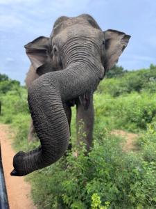 an elephant with its trunk on a dirt road at Chill House Udawalawa in Udawalawe