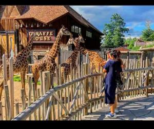 a group of giraffes are standing near a fence at Sweet getaway 6 min from EWR in Elizabeth