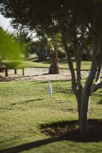 a white bird standing in the grass next to a tree at La Pausa in Tías