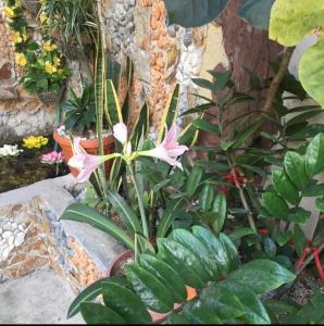 Zahrada ubytování JOHNFONZ BUILDING Affordable Room + 5 fotografií