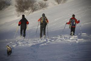 OrluChalets et gîtes d'Orlu的三人与狗一起越野滑雪