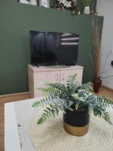 una maceta sentada en una mesa frente a un televisor en STEFAN, en Vrnjačka Banja