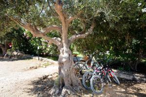 grupa rowerów zaparkowanych pod drzewem w obiekcie Il Borgo Del Principino w mieście Favignana