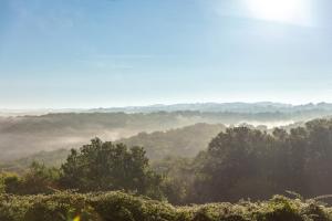 a view of a forest with fog in the background at Camping Le Mas de Sireuil in Sireuil