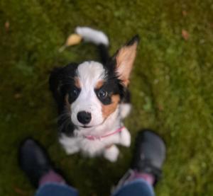 Fotografie z fotogalerie ubytování Relaxing Farm Retreat- Fresh Eggs with Every Stay! v destinaci Gig Harbor