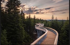 un ponte in mezzo alla foresta di Domki Letniskowe Pod Skamieniałym Miastem a Ciężkowice
