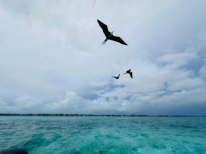 two birds flying in the sky over the ocean at Coba Belize in San Pedro
