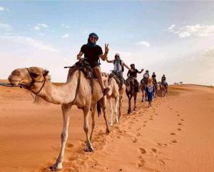 Dyr på hotellet eller i nærheden