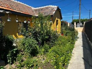 Zahrada ubytování Casa Vera + 12 fotografií