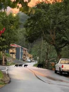 a group of dogs walking down a street at Bears Abound in Gatlinburg +10 photos