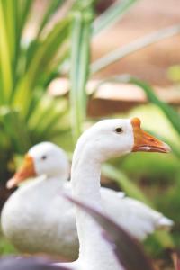 KalyānpurParadise Lagoon的相册照片