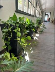 a room filled with lots of potted plants at The Riverine Club in Wagga Wagga +1 photo
