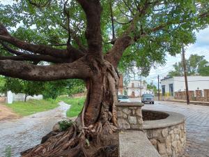 a large tree in a stone wall next to a street at Casa Historica Colonial in Álamos