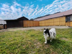 Domácí mazlíčci ubytovaní s hosty v ubytování haruhi 1日1組限定の静かな隠れ家 フィンランド式サウナ 犬連れOK