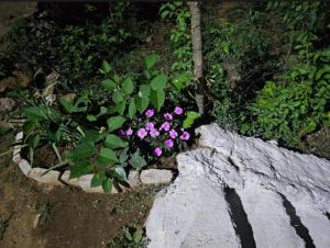 a garden with purple flowers and green plants at Borbardha the 7 xhuxhat in Tropojë