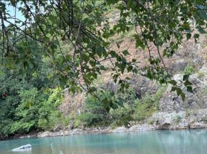 a tree limb hanging over a river with a body of water at Borbardha the 7 xhuxhat in Tropojë