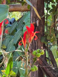 a red flower is growing next to a tree at Ojac Guesthouse in Iten +10 photos
