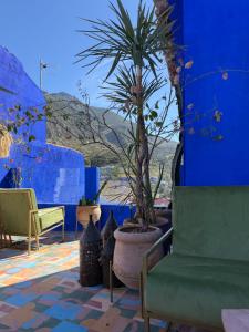 a blue room with a palm tree and chairs at Casa Amina in Chefchaouene