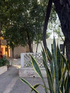 un banco sentado bajo un árbol en un parque en Casa Ramona, en Mérida