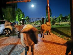Photo de la galerie de l'établissement Molina, cerca de 7 Tazas, campo con animales, à Curicó