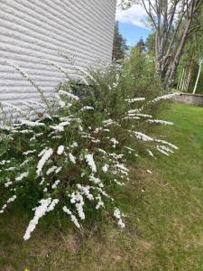 a bush with white flowers next to a house at Målargatan 1 in Piteå