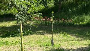 two small trees in the grass in a garden at Appartamento Roero cottage 3 in Alba