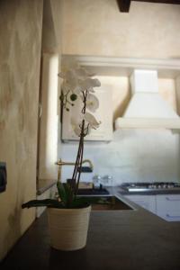 BellosguardoLa Tempa del Padrone, Corleto Monforte的相册照片