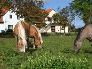 Tiere in der Ferienwohnung oder in der Nähe