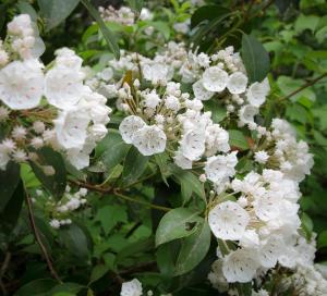 Un mazzo di fiori bianchi su un albero di Trail Head by Stony Brook Cabins a Gatlinburg