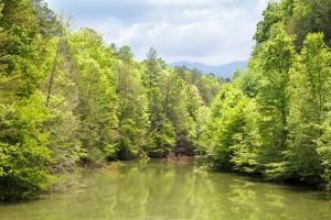 un río en medio de un bosque en Trail's End by Stony Brook Cabins, en Gatlinburg