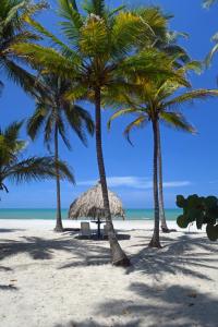 a beach with palm trees and palm trees at Aite Eco Resort in Palomino