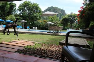 a horse grazing in the grass next to a pool at Los Cruxes in Tepoztlán