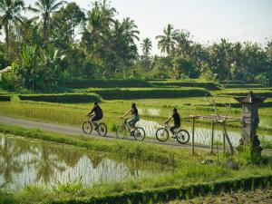 three people riding bikes down a road near a rice field at Nandini Jungle by Hanging Gardens in Payangan