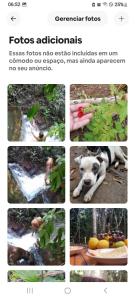 a collage of pictures of animals and plants at Suíte afastada do Centro, na mata in Itacaré