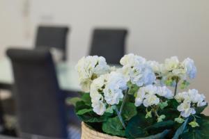 a potted plant with white flowers on a table at Guest House Abegorias Nazaré in Nazaré +68 photos