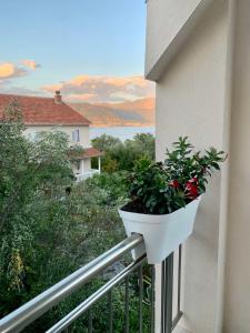 a plant in a white pot on a balcony at Simphony Apartments in Tivat