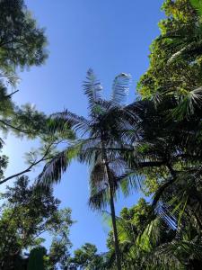eine Palme vor blauem Himmel in der Unterkunft Cantinho da serra do Guaraú in Peruíbe