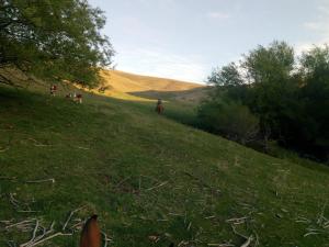 a group of horses walking down a grassy hill at La señal in Puerta del Diablo +4 photos