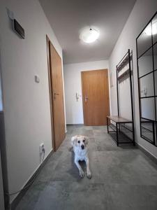 Domáce zviera alebo zvieratá hostí v ubytovaní Apartmán 11 Nová Lesná